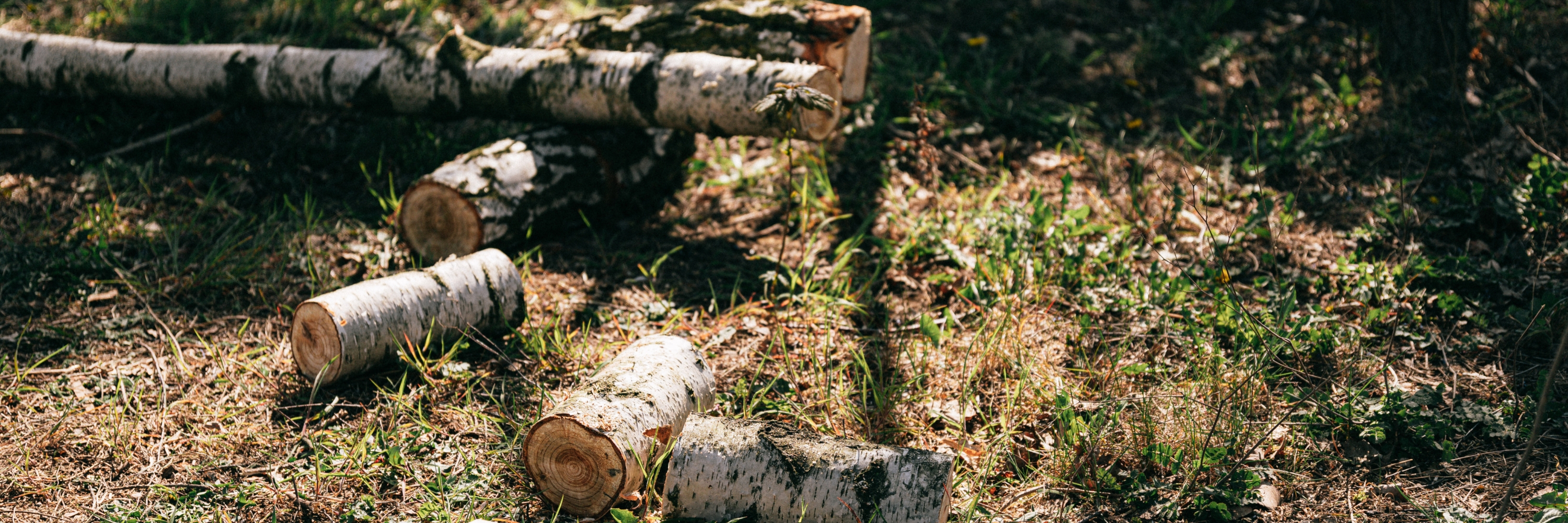 Baumfällungen