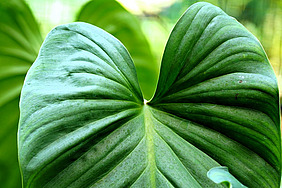 Monstera-Blatt