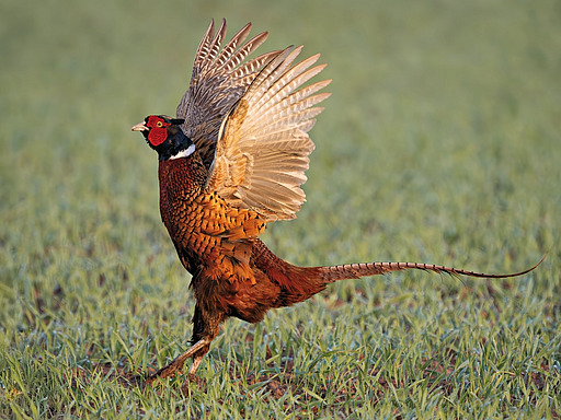 Fasan im Anflug